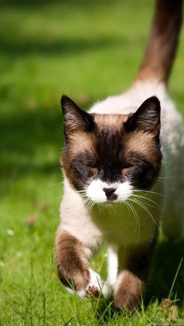 Wallpapers Iphone Cats On Pinterest