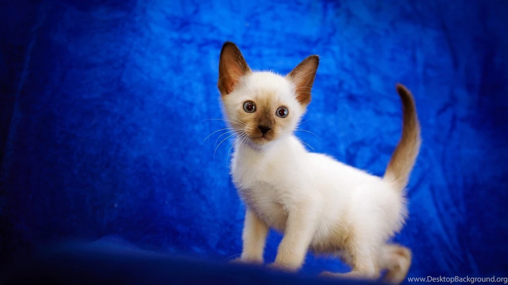 Download Wallpapers 3840x2160 Cat, Cute, Siamese, Baby 4K Ultra HD ...