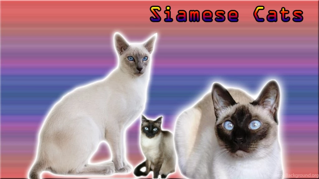Siamese Cats Wallpapers Request From Darkowl85 By VirusAlert111 On ...