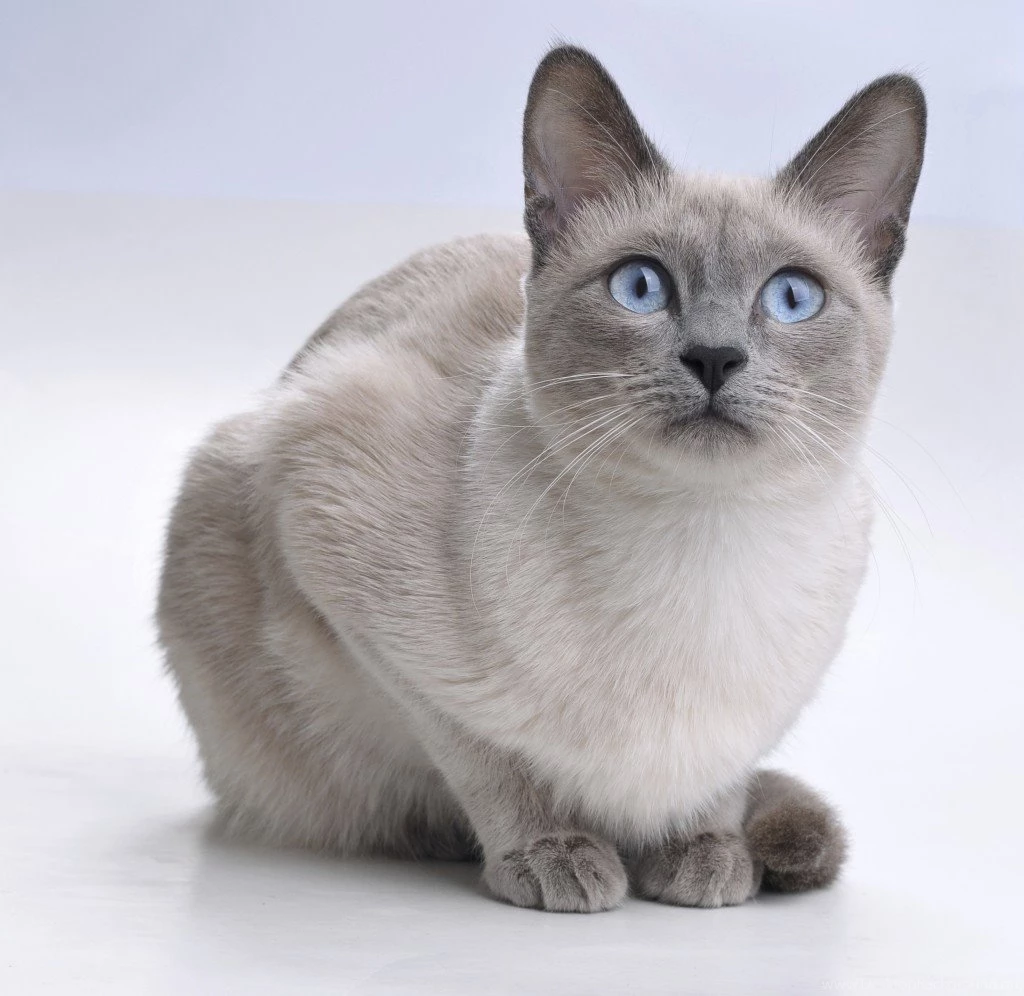 Bonny Siamese Photo And Wallpaper. Beautiful Bonny Siamese Pictures