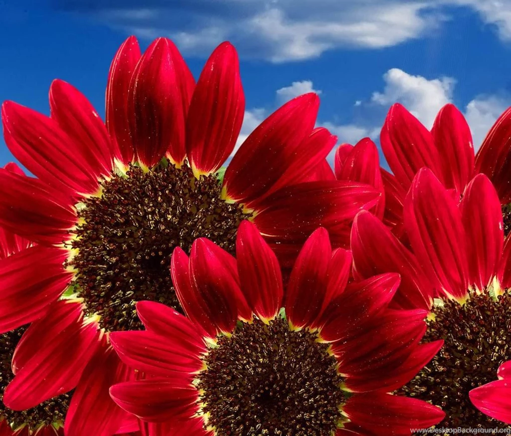 Download Red Sunflower Wallpapers For Samsung Galaxy Tab
