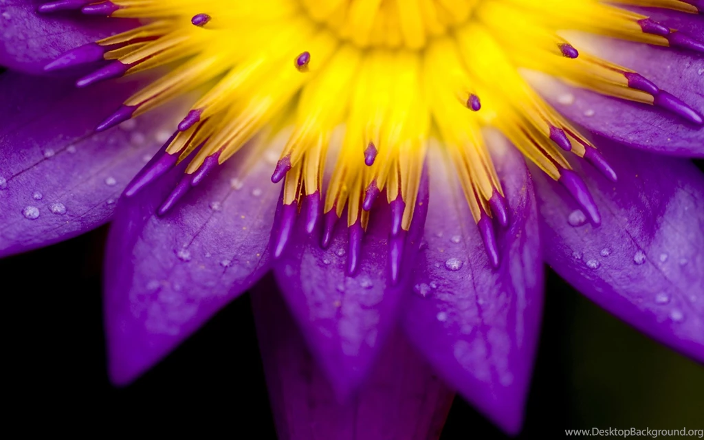 Jestingstock.com Purple Sunflowers Wallpapers