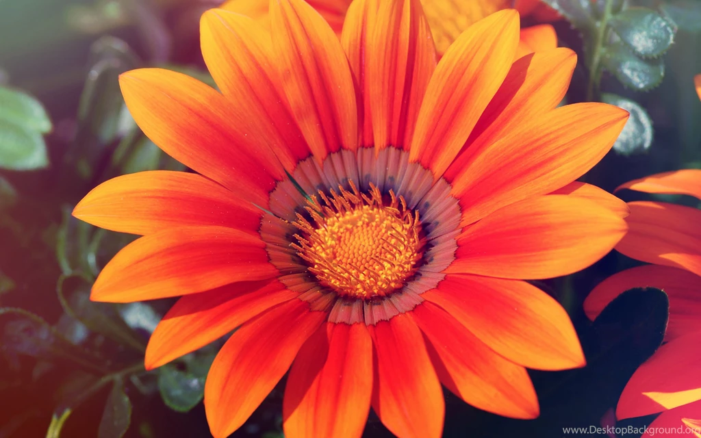 Spring Sunflower Wallpapers