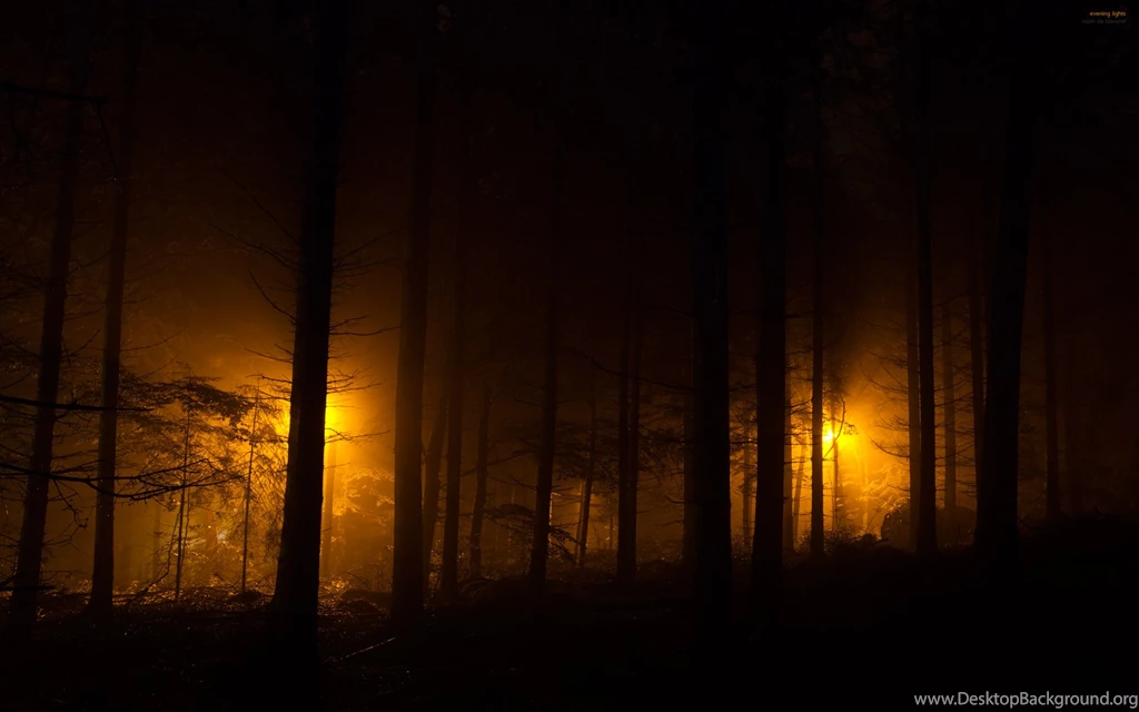 23 Forest HD Wallpapers