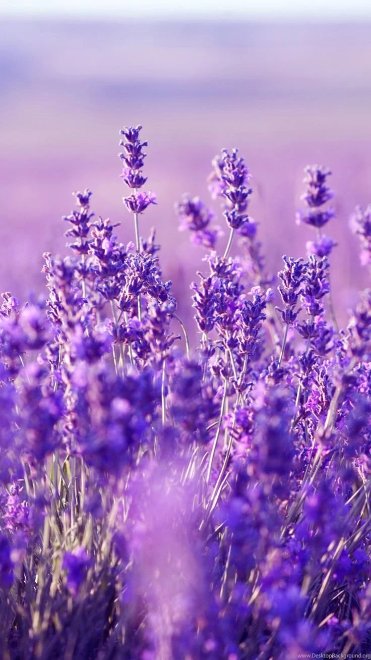 Beautiful Lavender Wallpaper: HD Lavender Mobile Backgrounds Http ...