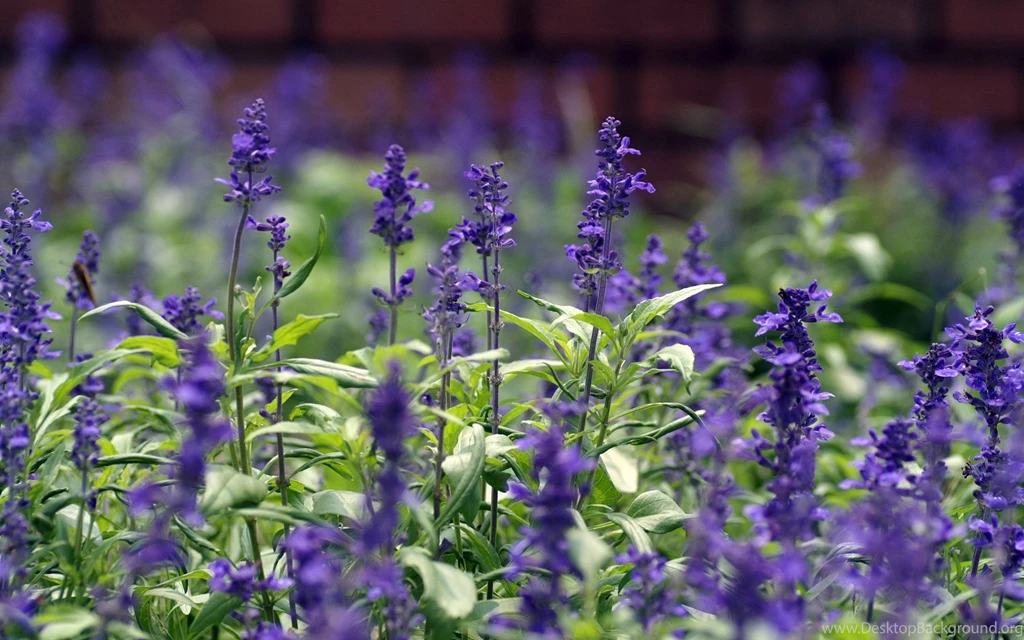 Lavender Color Flower Photos