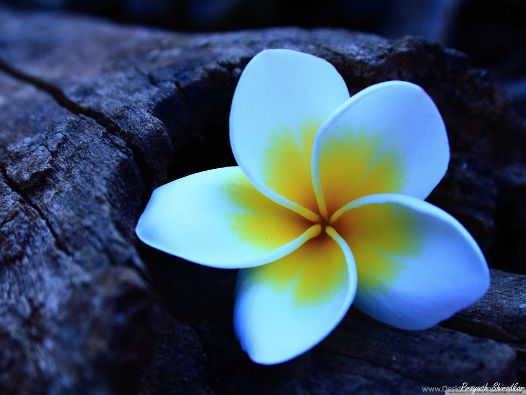 Justpict.com Frangipani Wallpapers