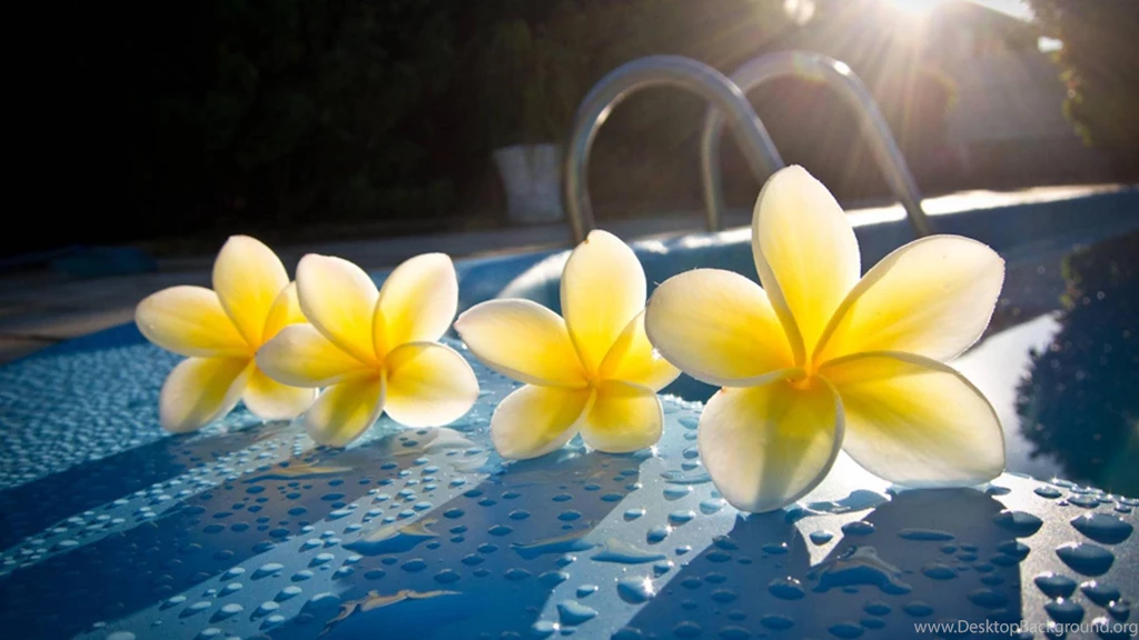 Plumeria Frangipani By Swimming Pool In Tahiti (