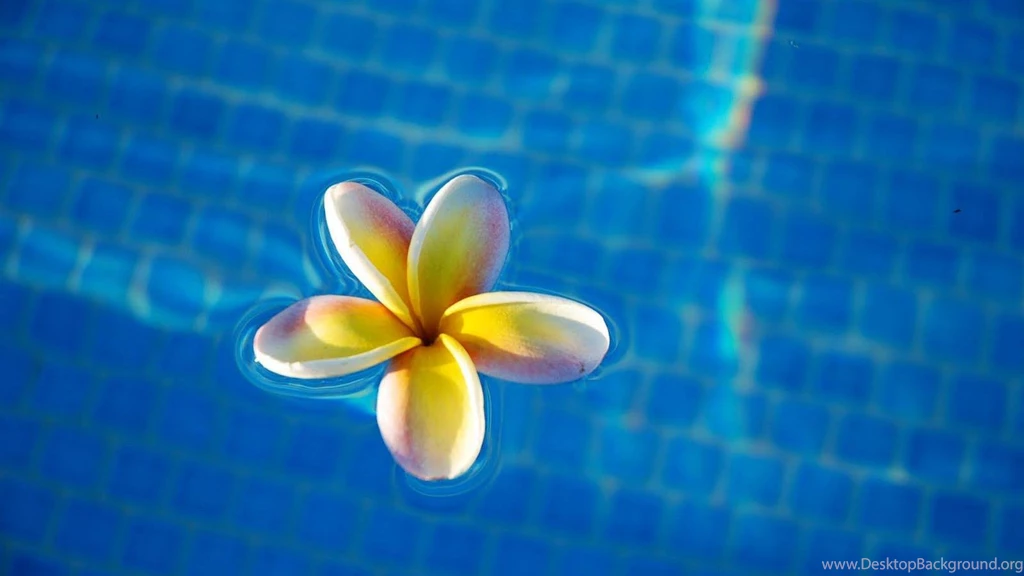 Tropical Exotic Plumeria Frangipani Flower Floating In Swimming ...