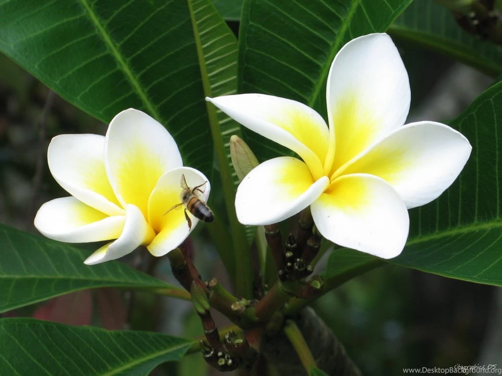 Sibagraphics Wallpapers For Your Desktop 5
