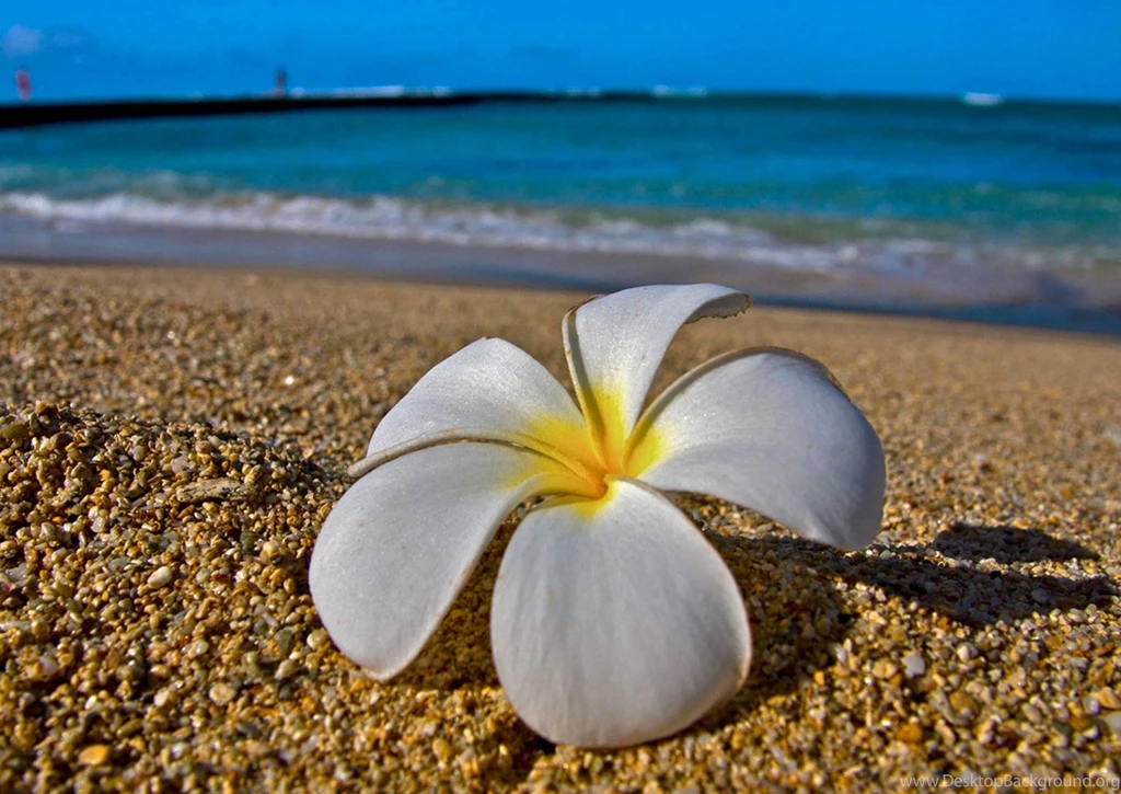 White Plumeria Frangipani On Hawaiian Beach (