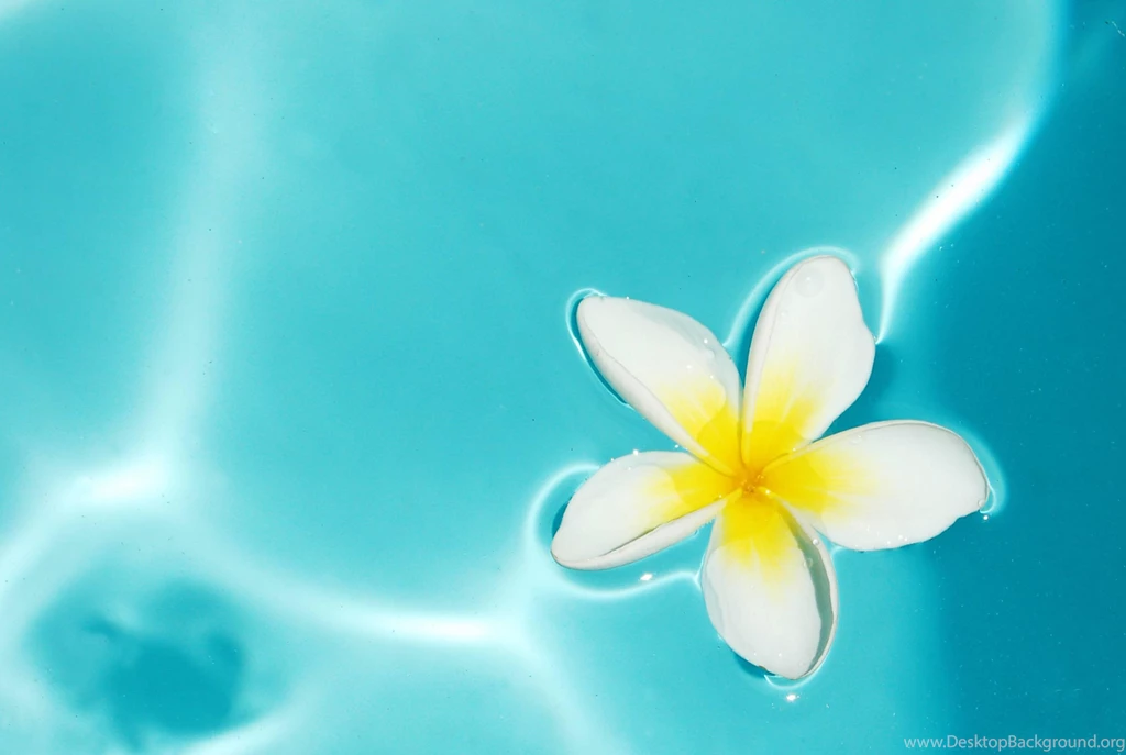 Jestingstock.com Blue Plumeria Wallpapers
