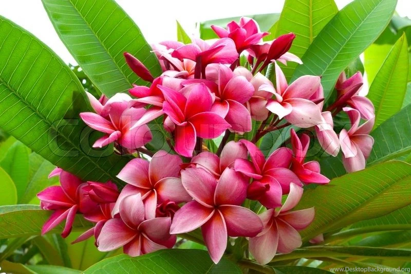 Branch Of Tropical Red Flowers Frangipani Plumeria On Dark Green ...