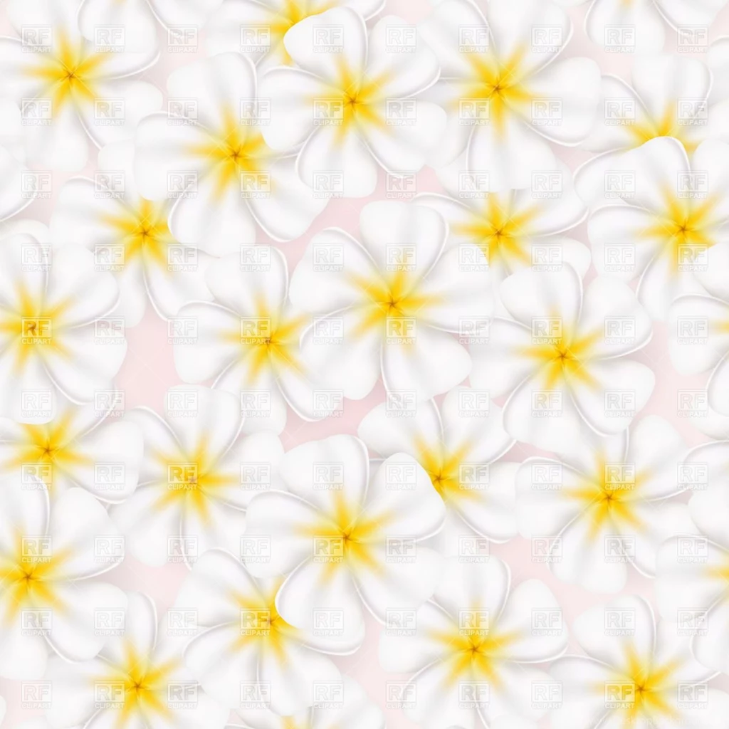 Frangipani Backgrounds Wallpapers Cave