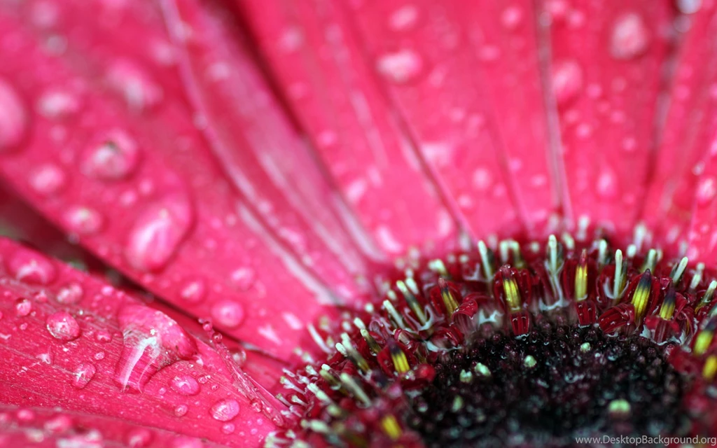 Gerbera Daisy 1331989