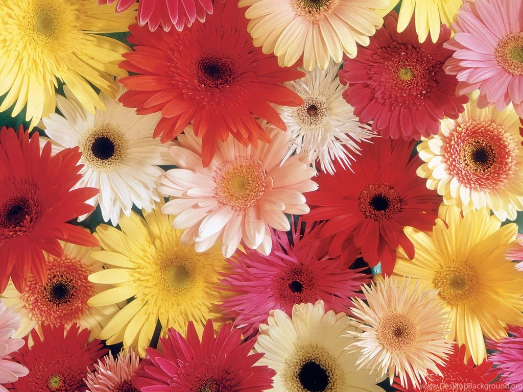 Gerbera DaisiesLoess Hills Floral Studio