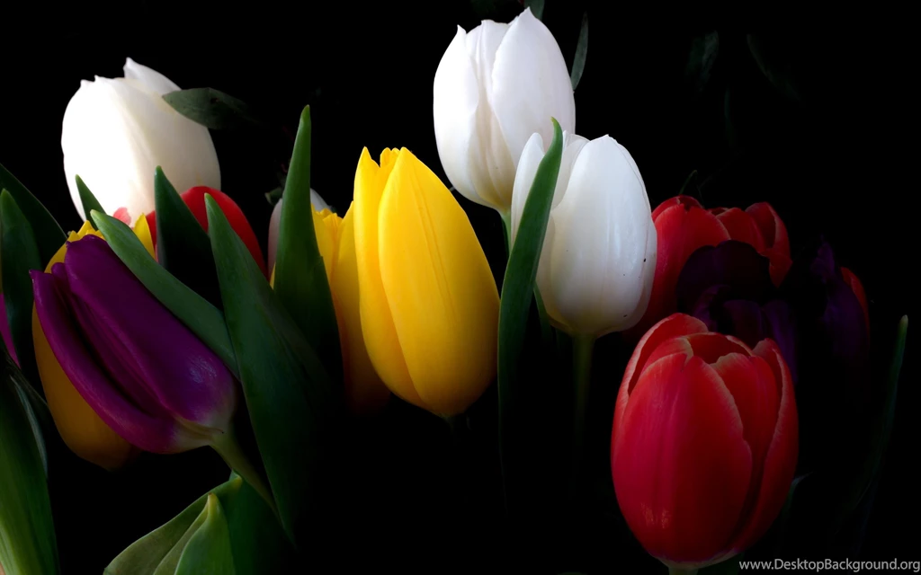 Different Tulips Wallpapers
