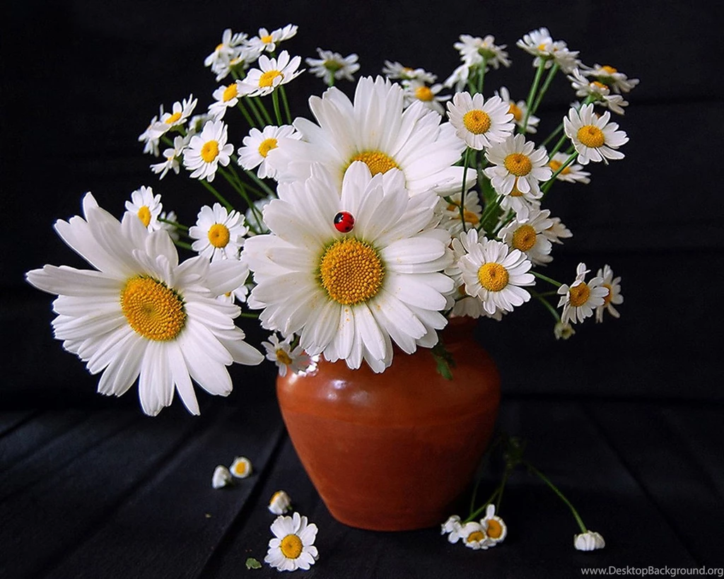 Desktop Wallpapers · Gallery · Nature · Gerbera Daisy Bouquet ...