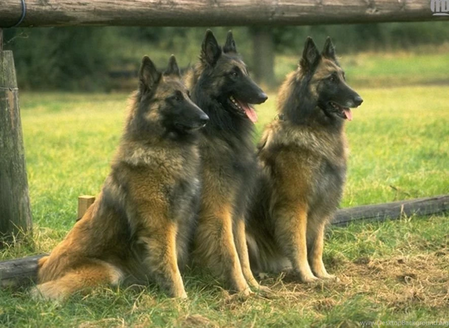 Big Dog Pictures HD Wallpapers Lovely