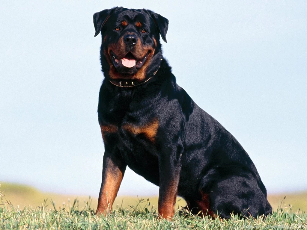 Big Dog Pics Images Wallpapers