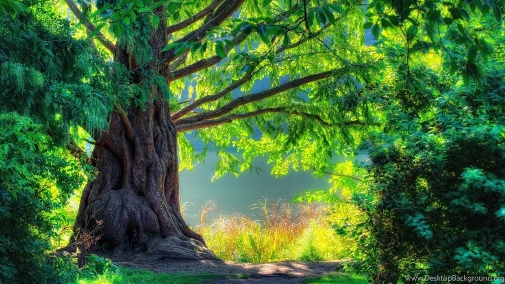 Nature Wallpapers Hd 1080p Widescreen