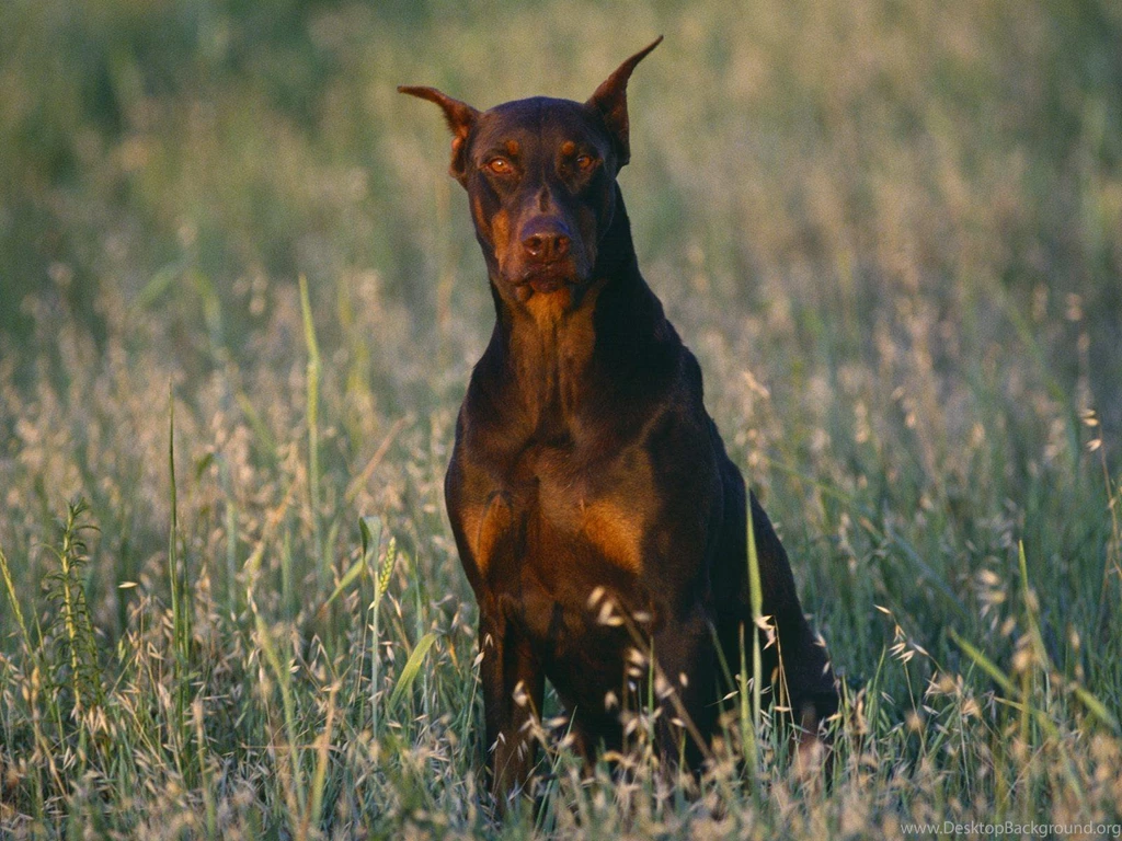 Big Dog Dogs Wallpapers