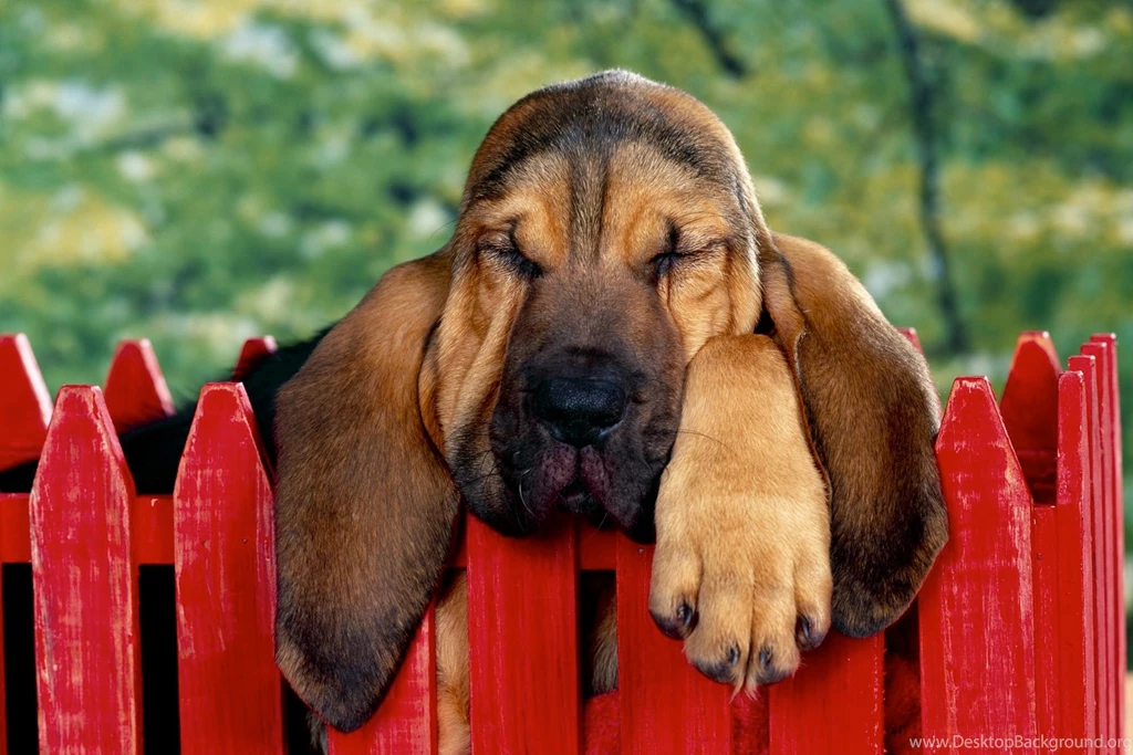 Big Lazy Puppy Sleeping On Wood Door HD Photos