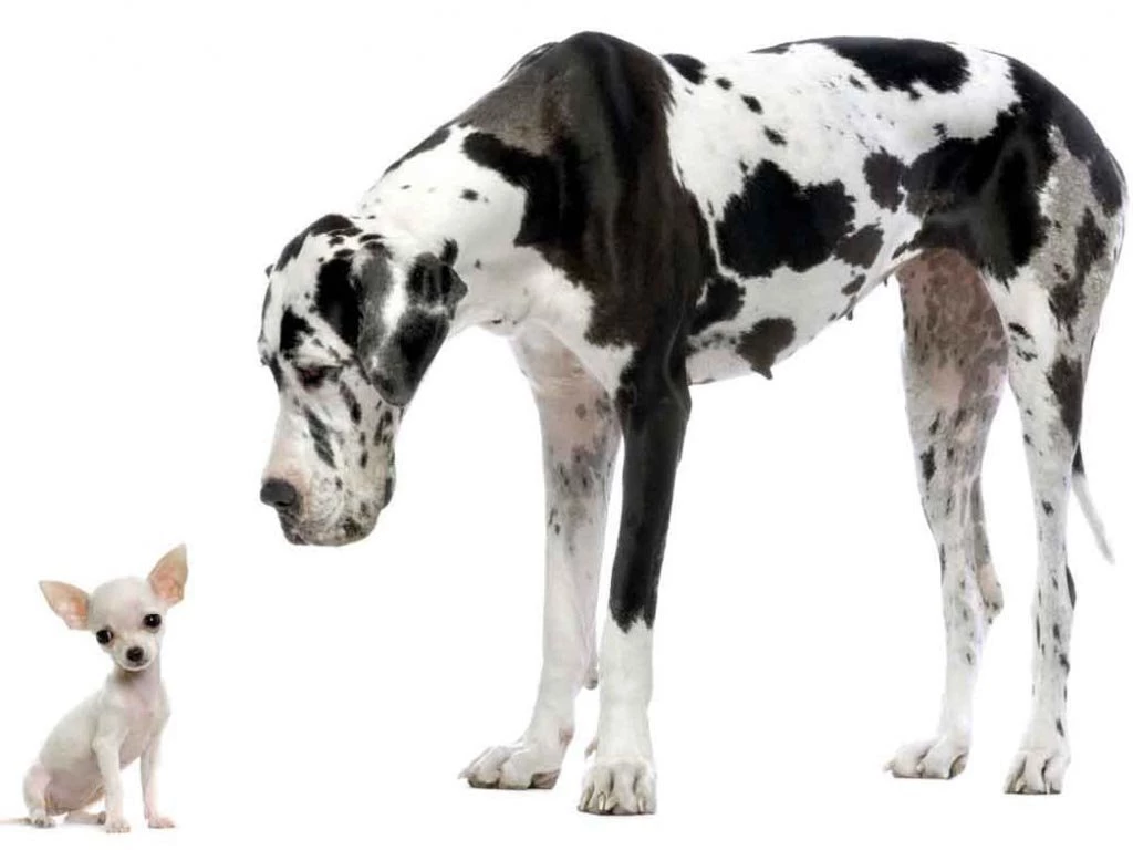 Chihuahua And Great Dane Wallpapers