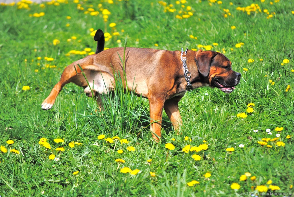 Free Dogs Photos Wallpapers (big Size) Coyotus