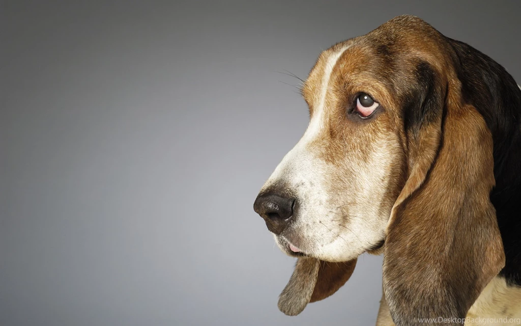 Dogs Wallpapers   12