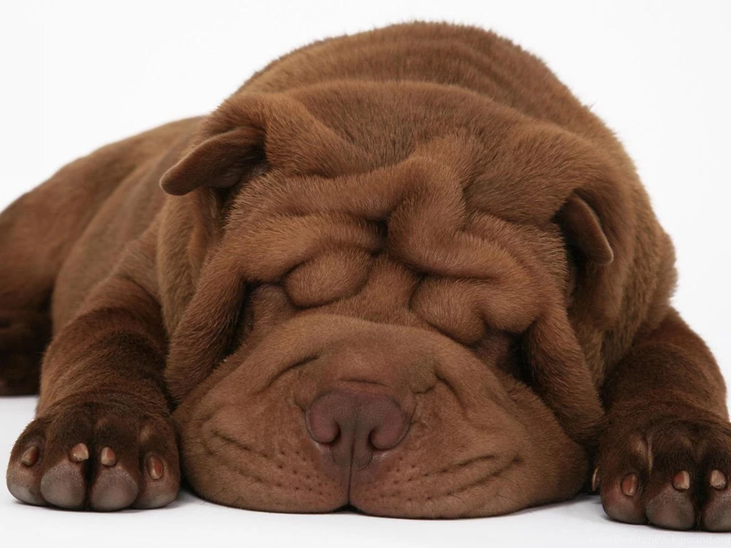 Big Ugly And Sleepy Dog (id: 69797) – BUZZERG