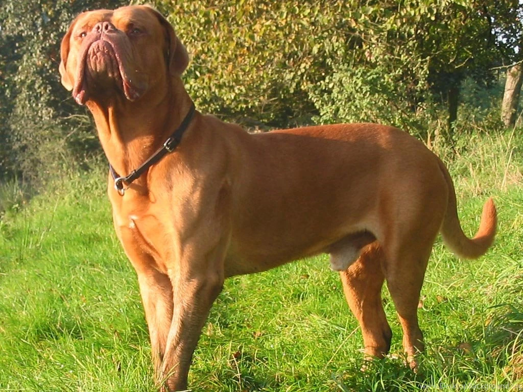 Big Dog Wallpapers