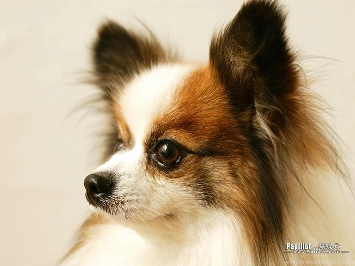 Big Ears Papillon Dog Wallpapers 14   Wallcoo.net