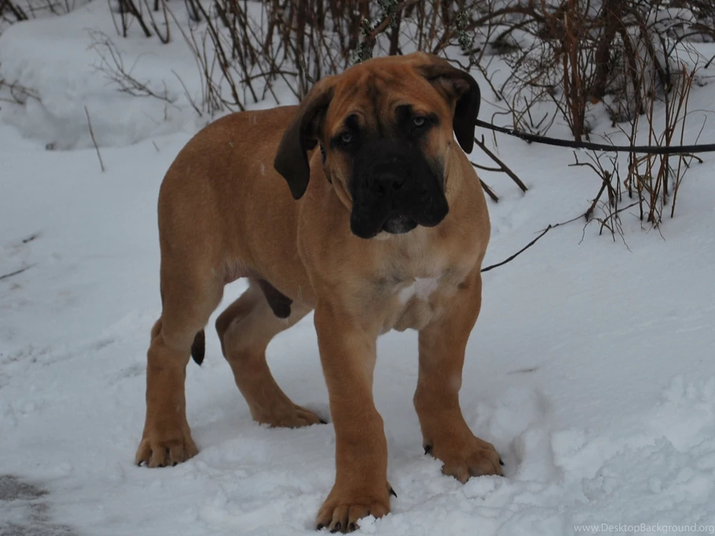 Big Dog Breeds With Images Wallpapers