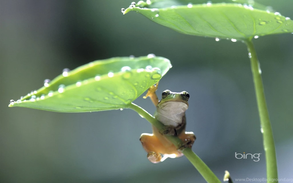 Bing Wallpapers For Nature Lovers Wallpapers