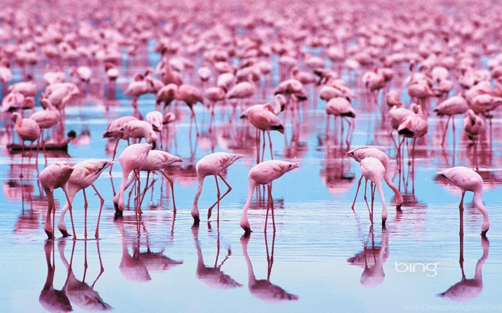 Bing Animal Wallpapers Animal Pictures