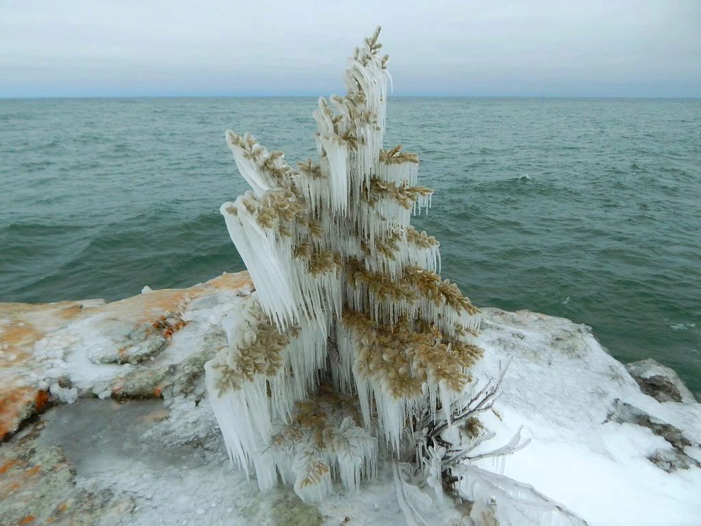 Natural Christmas Tree On The Shore Of Lake Superior In Minnesota ...