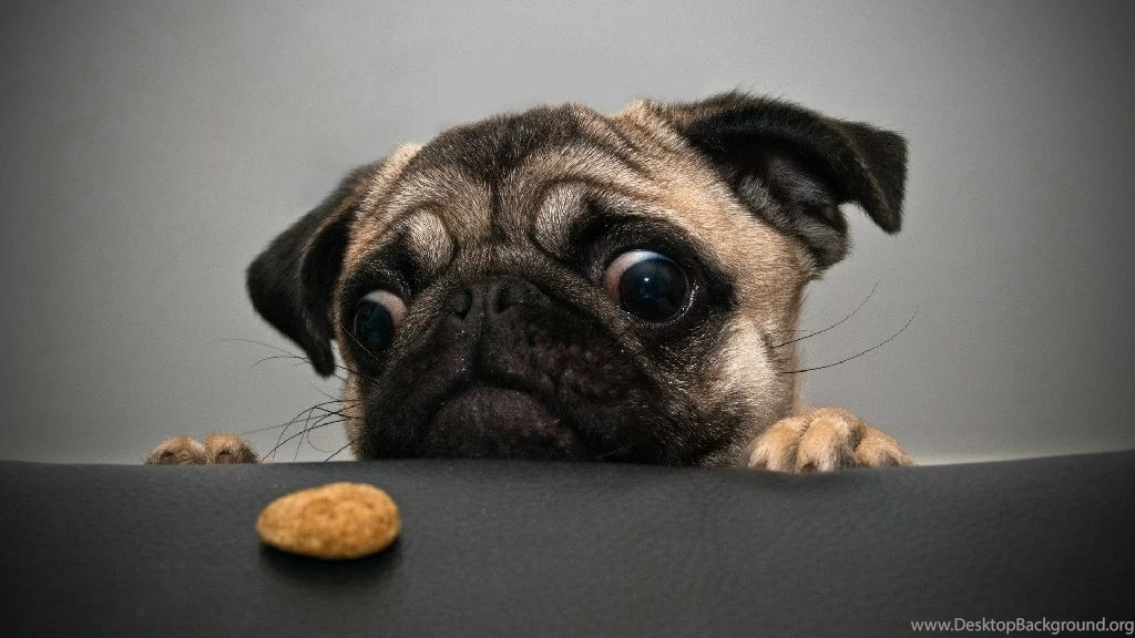 Interesting Wallpapers Of A Black Greedy Pug Free Wallpapers World ...