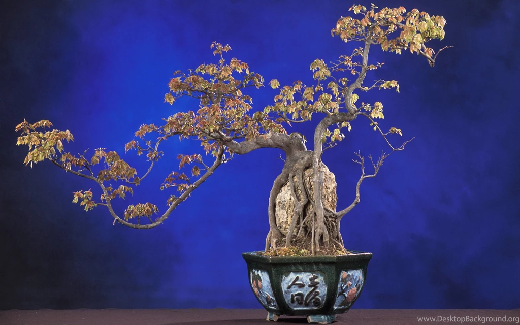 Interesting Bonsai Widescreen Wallpapers