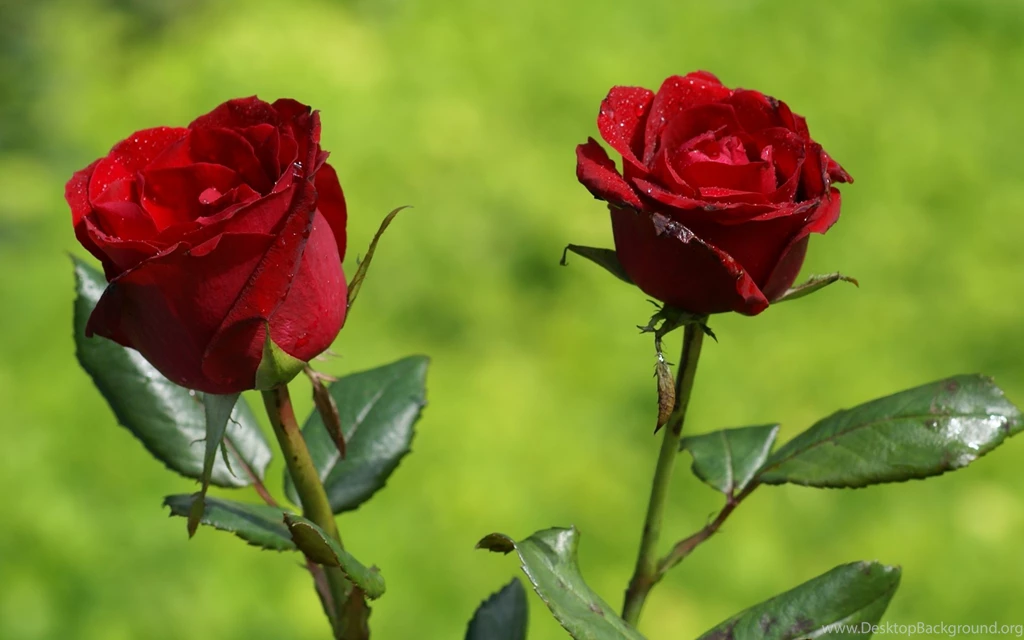Red Rose Wallpapers 182660