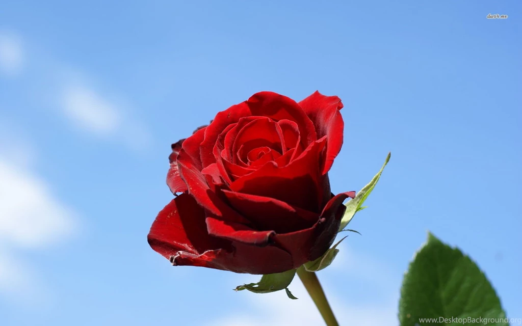 Red Rose Wallpapers   Flower Wallpapers