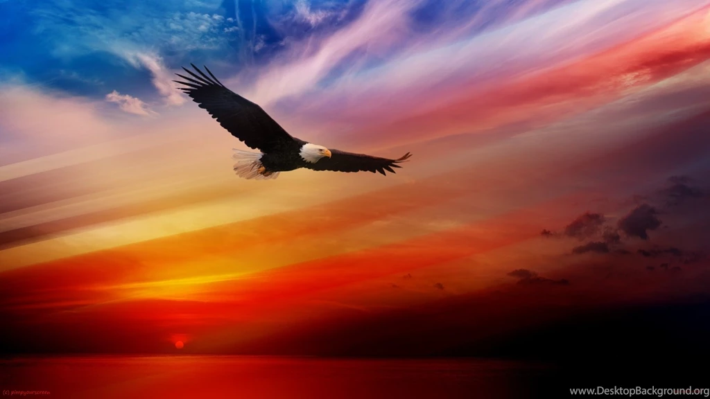 Bald Eagle HD Wallpapers 7150 1920x1080 Px ~ WallpaperFort.com