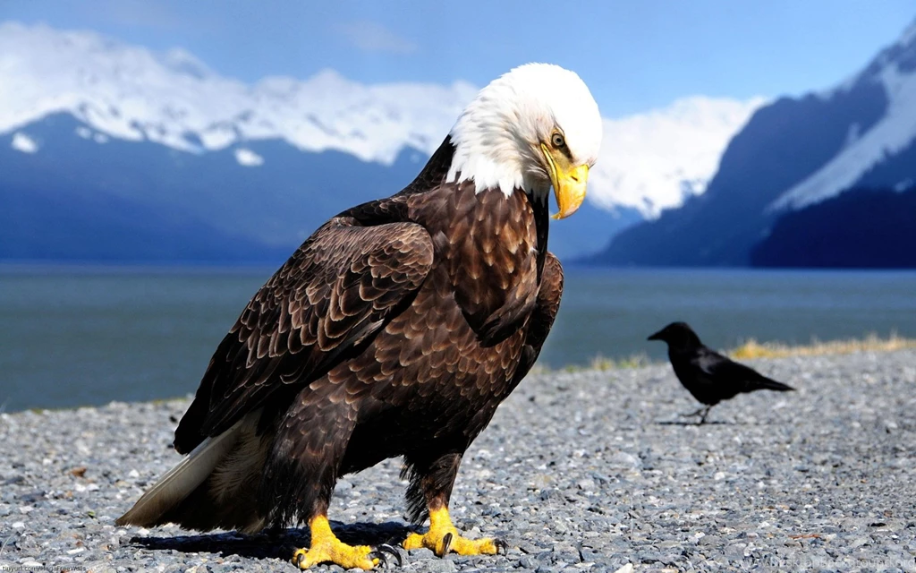 Bald Eagle HD Wallpaper Backgrounds ANIMALS ANIMALS
