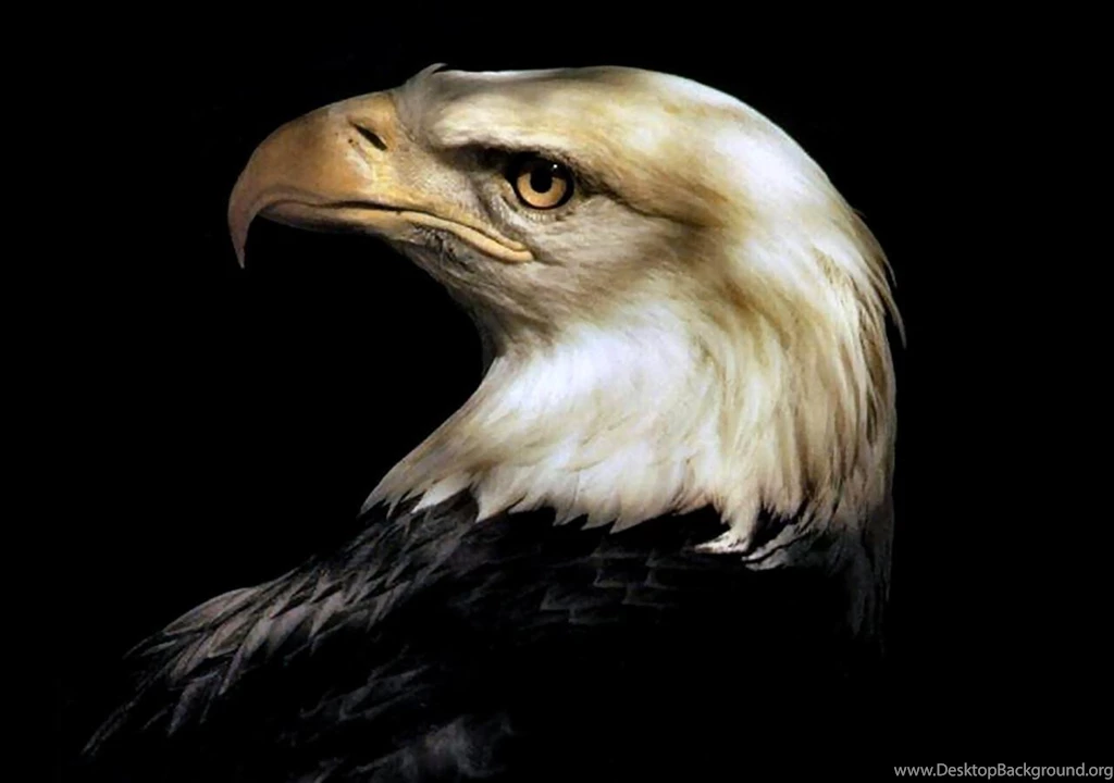 American Bald Eagle (