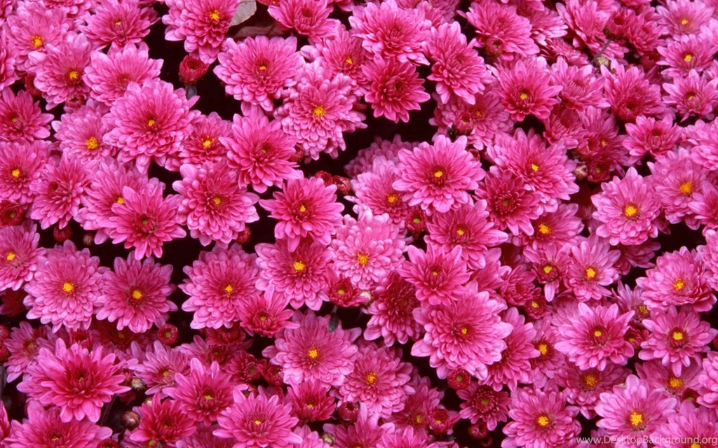 Magenta Mums Wallpapers Wallpoop The Wallpapers Site : Wallpoop ...