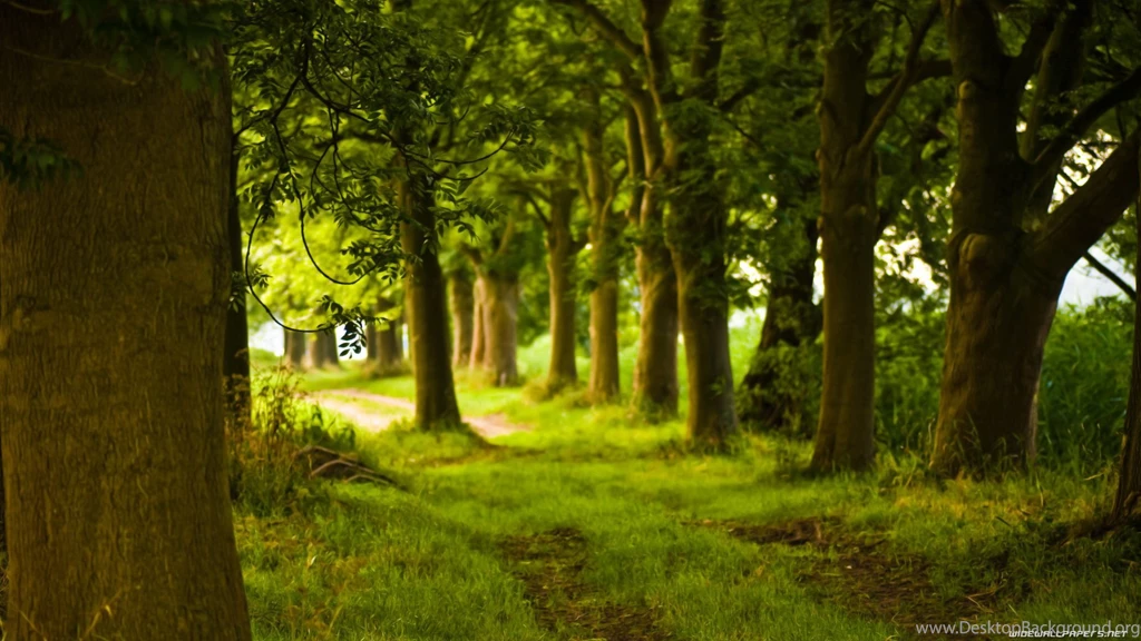 Forest Path Hd Wallpapers