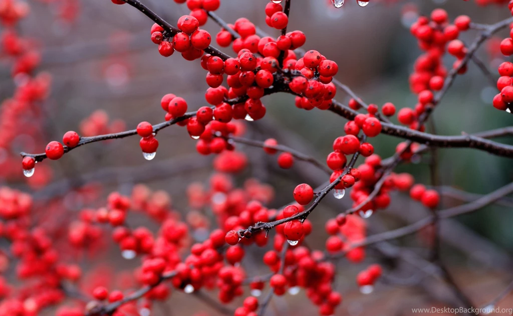 Red Berry 2600x1600 Wallpapers HD