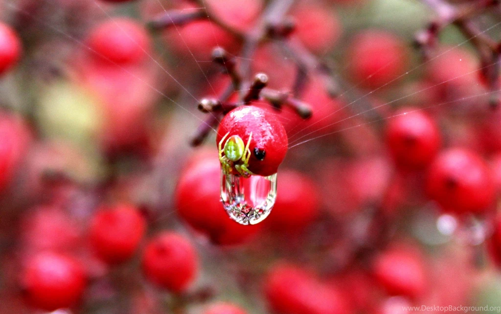 Green Water Red Macro Spiders Photos Berry Wallpapers (