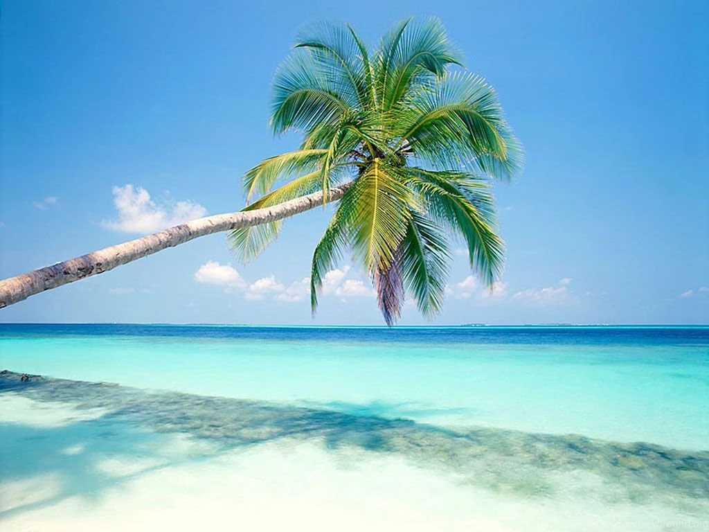 Palm Tree Beach Pictures   Widescreen HD Wallpapers