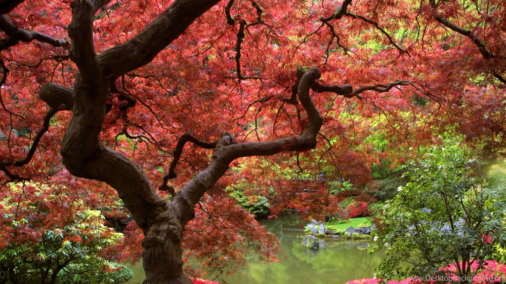 Fall Desktop Wallpapers Free All Wallpapers New